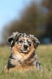 BERGER AUSTRALIEN PUPPIES 773